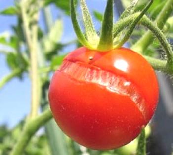 ¿Por qué los tomates se agrietan en el invernadero durante la maduración? ¿Por qué los tomates se entierran en el invernadero?