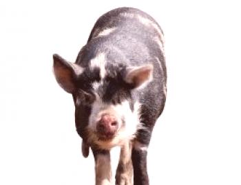 Колко трябва да изхранвате свинска мазнина всеки ден?