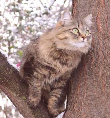 Sibirska mačka: fotografija, video, pasma, značaj, opis