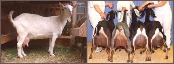 Mantener y cuidar a las cabras en casa: video
