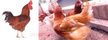 Pollos de engorde coloreados - vale la pena bucear en una zona de cabañas