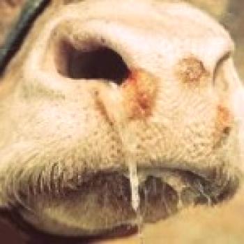 Velika salivacija pri kravah - kaj zdraviti bolezen