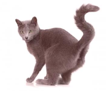 Una inflamación paranalica difícil en un gato es una patología peligrosa.