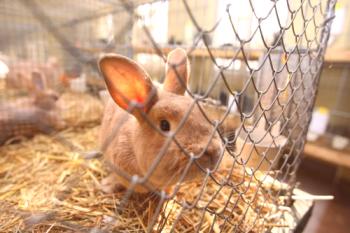Rabbit Cage Net: ¿Qué elegir?