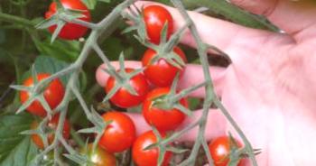 Variedades de tomates de alta velocidad para suelo abierto: poco crecimiento, mediana edad