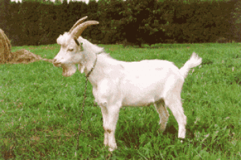 Характеристики и описание на английските местни породи кози