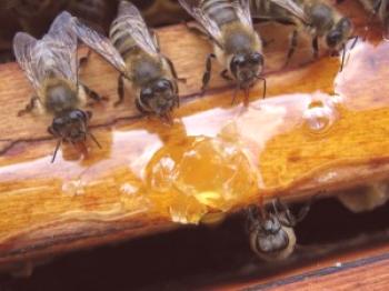 Hranjenje čebel