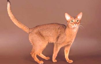 Абисинска котка: описание и характер на породата, хранене