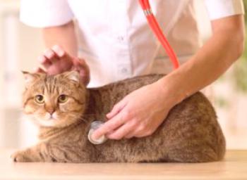Sum za srčno bolezen pri mački: znaki, diagnoze in zdravljenje bolezni