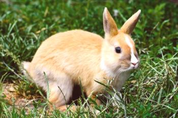 Подуване на корема при зайци: причини и излекуване