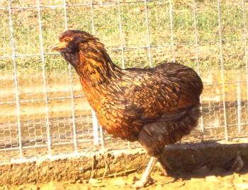 Resumen de las razas de gallinas de Araukan, secretos de reproducción, fotos y testimonios de agricultores