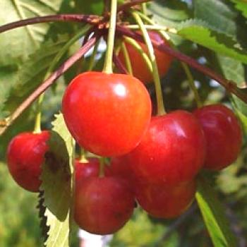 Cherry za pristanek in oskrbo Moskovske regije, fotografija sort, gojenje in razmnoževanje, bolezen in gnojila