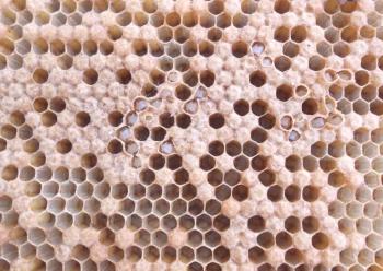 Ascosphorus of bees: Vzroki bolezni in zdravljenje