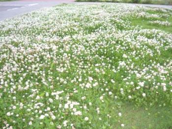 El trébol es blanco, arrastrándose (Trifolium repens)