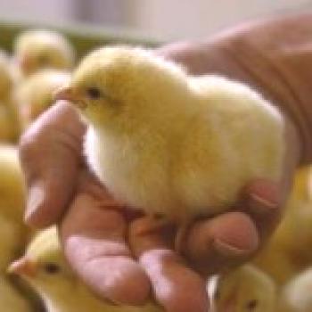 Cómo cultivar pollos de engorde rápidamente en 45 días para carne: video
