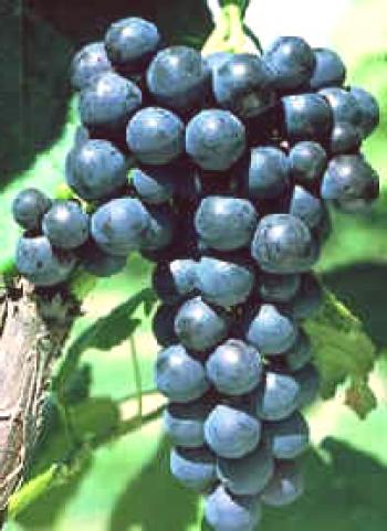 Značilnosti grozdja