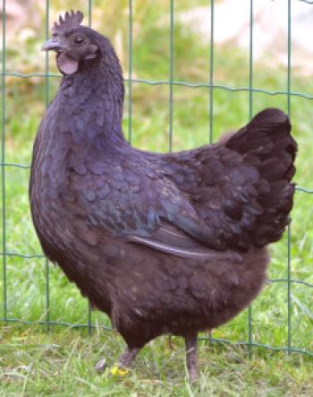 Pasma piščancev Uheyliv: opis, opis in fotografija