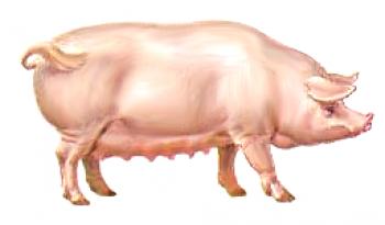 Urzhumskaya порода свине: снимка и описание