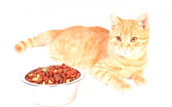 Comida holística para gatos: reseñas y una revisión detallada de la mejor alimentación