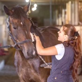 Cómo cuidar a un caballo: una guía para el cuidado adecuado