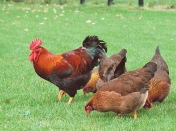 Los pollos son roncos y toses: causas y métodos de tratamiento.