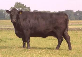 Aberdeen-Angus pasma krav: opis, fotografija, strošek