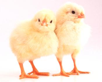 Por qué los pollos han caído alas: causas del problema y formas de resolverlo.