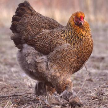 Los pollos crían Brahma: contenido, cría, alimentación