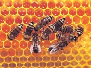 ¿Cuántas abejas en una familia y cuánto da la miel?