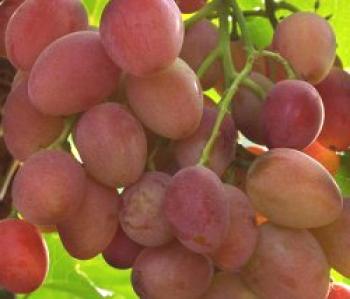 Captura de uvas