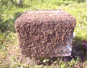 ¿Signos del enraizamiento de las abejas que pueden interferir con la envoltura de las abejas?