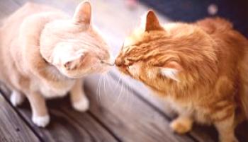 Cómo casarse con los gatos para reconciliar a dos gatos que viven en el mismo apartamento
