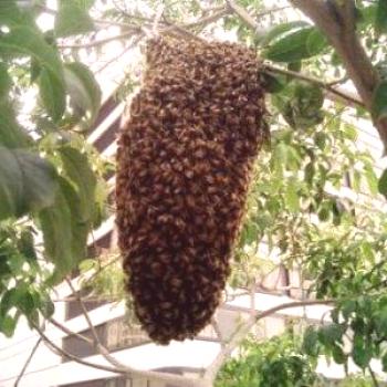 Roiery (enjambres) de abejas y huevas de pesca (cómo atrapar) qué hacer a continuación cuando atrapa un enjambre.