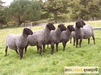 Cenurovas de ovino: síntomas, tratamiento, profilaxis.