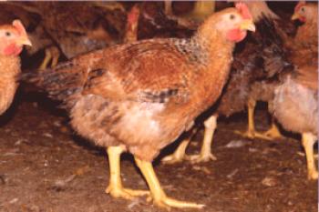 Vrste Sasso piščancev: opis, opis in fotografija