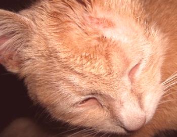 Tratamiento en gatos, tricofitosis, microsporia.Métodos populares de privación.