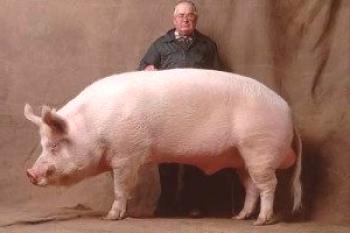 Raza porcina de cerdos: foto y descripción.