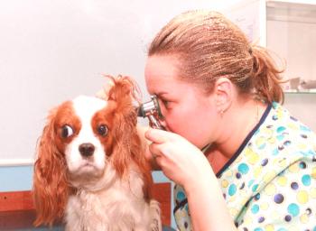 Otodectoz или ухо кърлежи при кучета и как да се справят с него