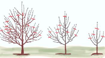 Poda de árboles frutales en otoño: características del procedimiento, esquema, ventajas y desventajas.