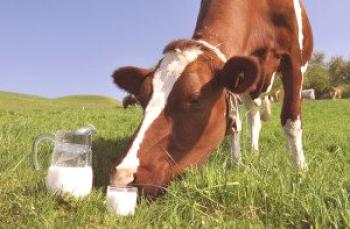 Koliko krave daje mleko na dan
