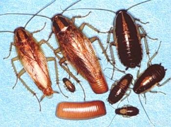 ¿Cómo se reproducen los diferentes tipos de cucarachas?
