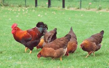 Enciklopedija perutnine: razpravljajte o najbolj zanimivih dejstvih o piščancu