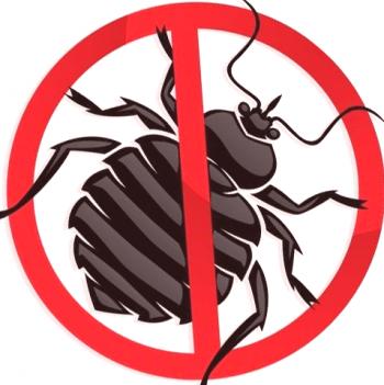 Domače žuželke: kako se znebiti bugov v vašem stanovanju?