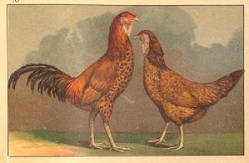 Raza Guillain de pollos: descripción, descripción y foto