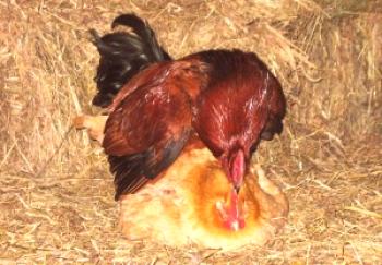 Cómo el gallo fertiliza el pollo: una descripción de la foto