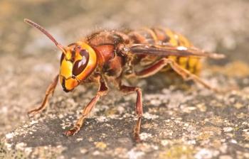 Žuželke: kako se znebiti hornetov v državi