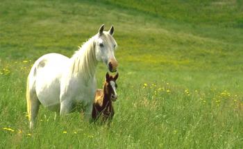 Glavni problemi pri ohranjanju konjev: kolike, travme, dermatitis