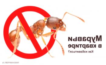 Kako se učinkovito znebiti mravlje
