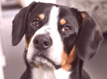 Entlebucher zennenhund: foto, video, descripción de la raza, personaje