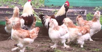 Descripción de Faverloy Chicken Breeds: reseñas, fotos y videos
